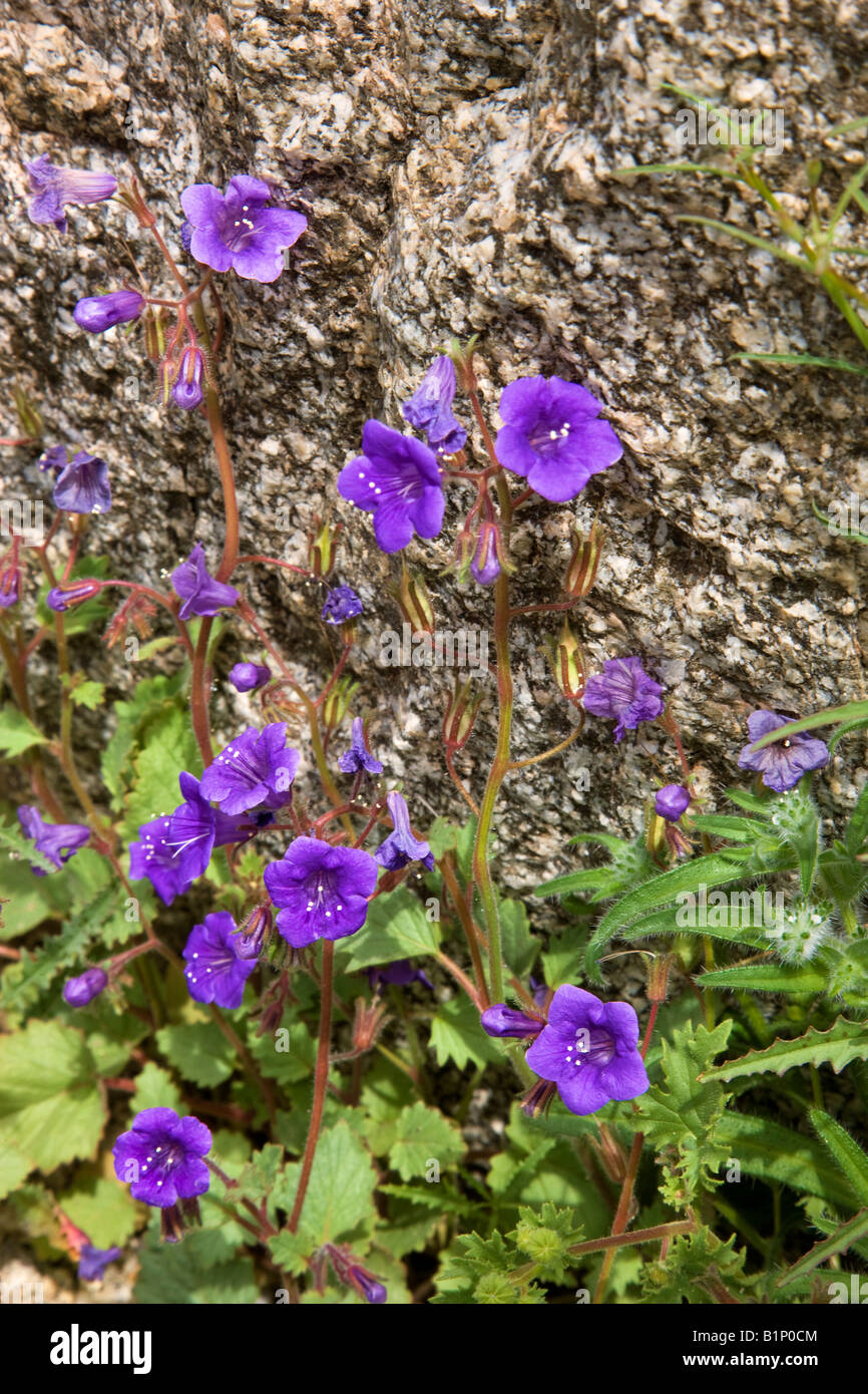 Deserto Canterbury Bell fiori selvatici nel buco infernale Canyon Trail Anza Borrego Desert State Park California Foto Stock