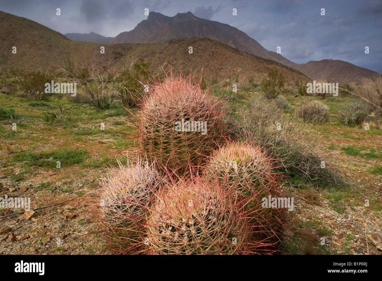 Canna Southwestern Cactus Anza Borrego Desert State Park California Foto Stock