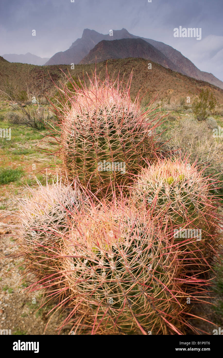 Canna Southwestern Cactus Anza Borrego Desert State Park California Foto Stock