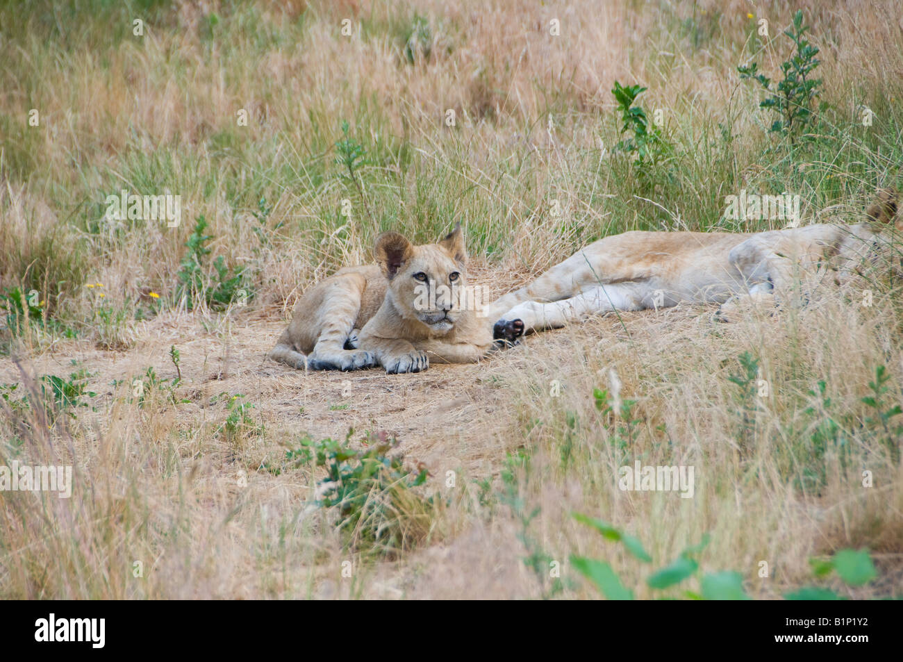 Un leone femminile Foto Stock