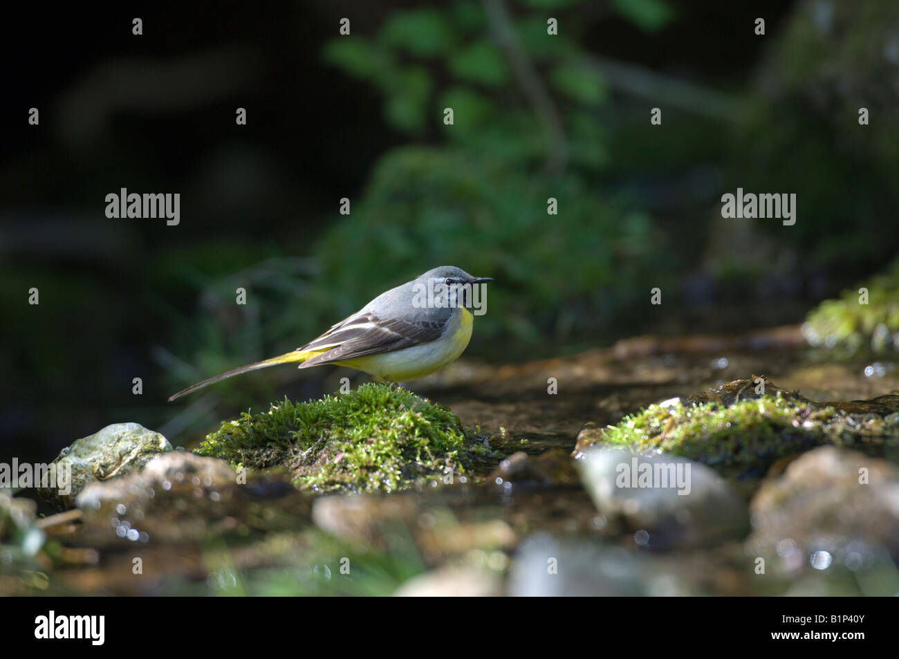 Wagtail grigio (Motacilla cinerea) Foto Stock