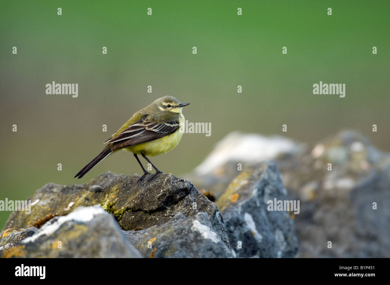 Wagtail giallo (Motacilla flava) femmina sul secco-muro di pietra Foto Stock