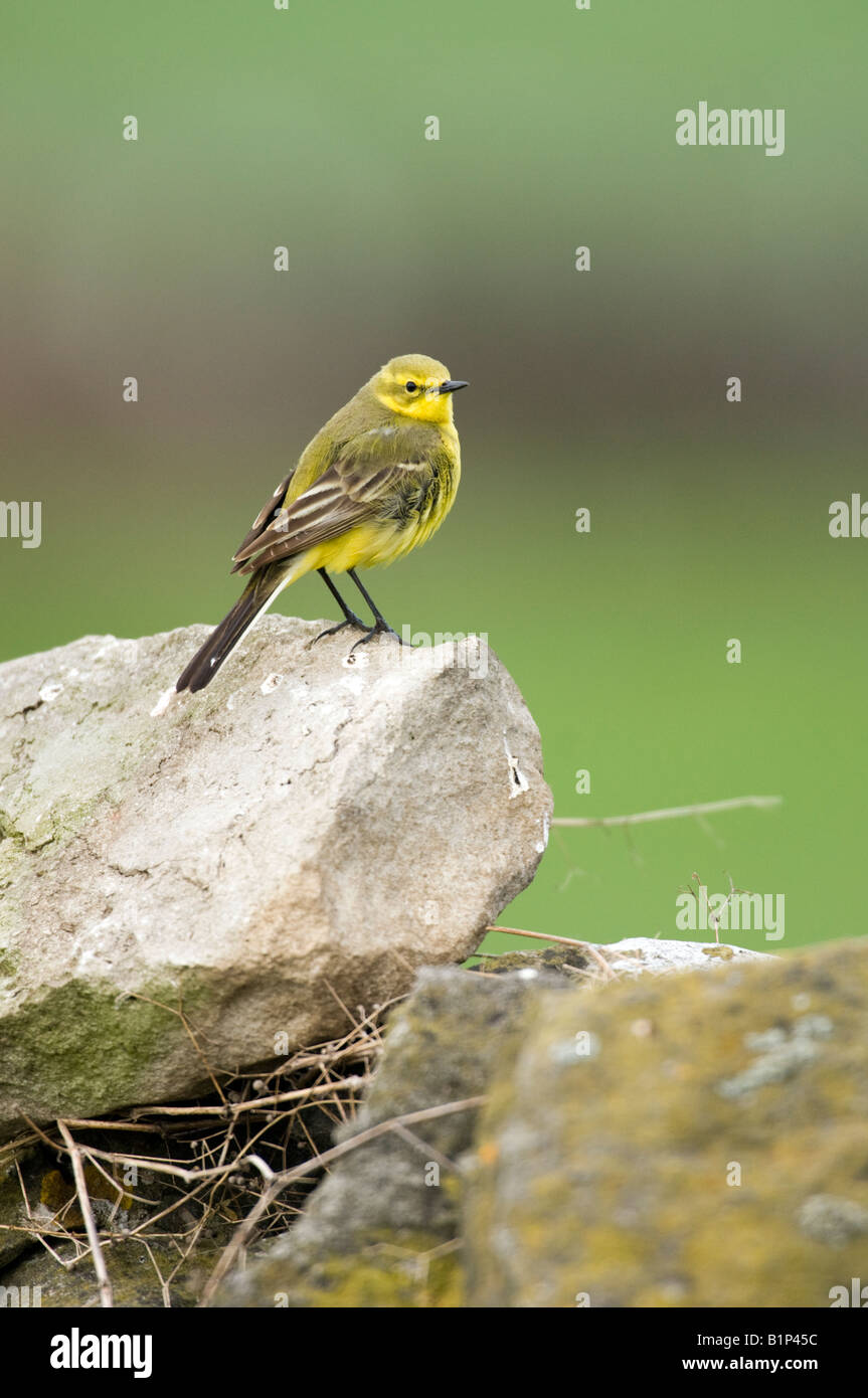 Wagtail giallo (Motacilla flava) maschio su asciutto-muro di pietra Foto Stock