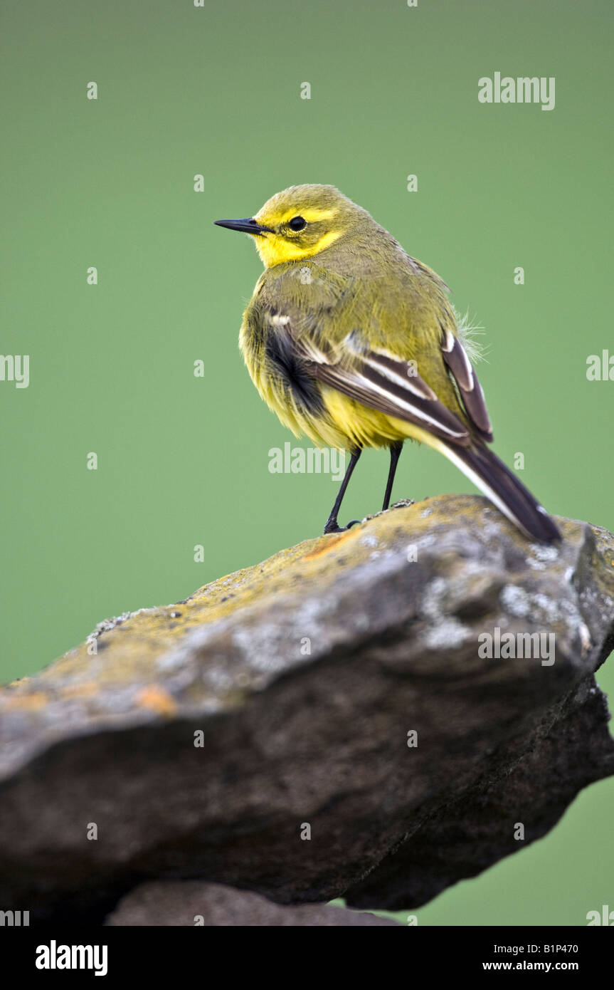 Wagtail giallo (Motacilla flava) maschio su asciutto-muro di pietra Foto Stock