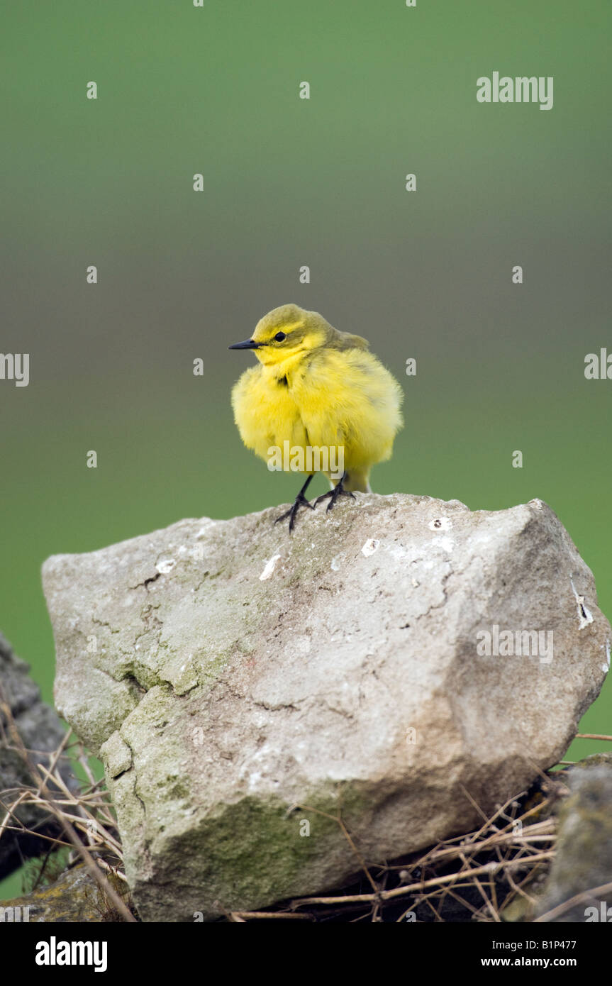 Wagtail giallo (motacilla flava) maschio su un dry-muro di pietra Foto Stock