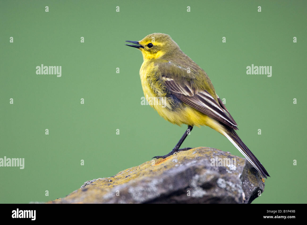 Wagtail giallo (Motacilla flava) maschio su asciutto-muro di pietra Foto Stock