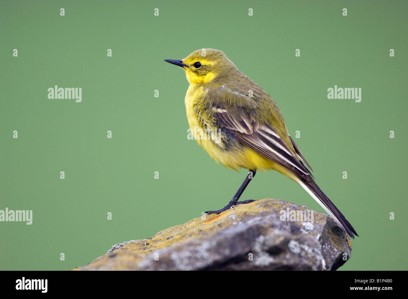 Wagtail giallo (Motacilla flava) maschio su asciutto-muro di pietra Foto Stock