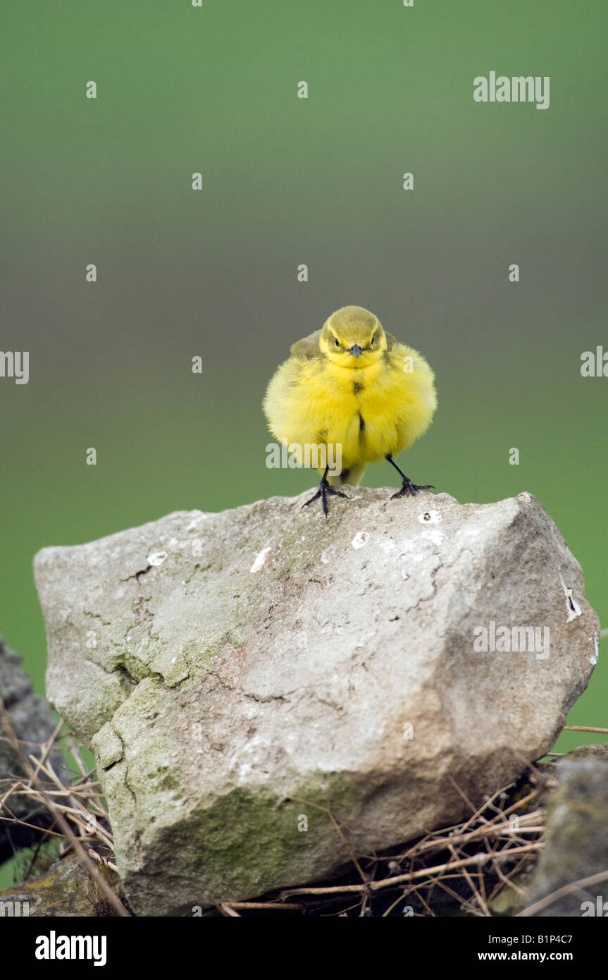 Wagtail giallo (motacilla flava) maschio su un dry-muro di pietra Foto Stock