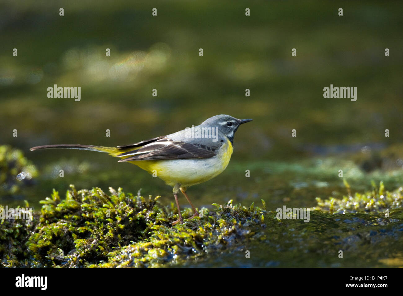 Wagtail grigio (Motacilla cinerea) Foto Stock