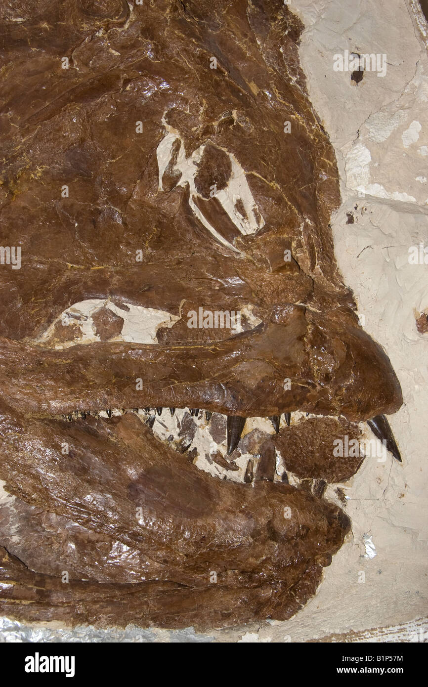 Cranio Xiphactinus, Kansas, 83 milioni di anni originale. Grandi Predatori pesce osseo del tardo Cretaceo Foto Stock