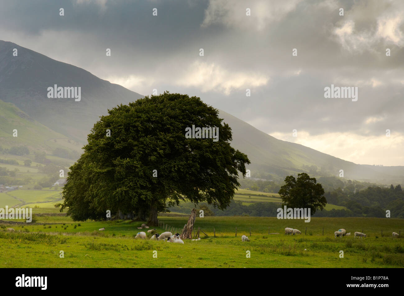 Alba alba sulle struttura The Wescoe farmland sotto Blease cadde nel distretto del Lago Keswick Cumbria Regno Unito Foto Stock