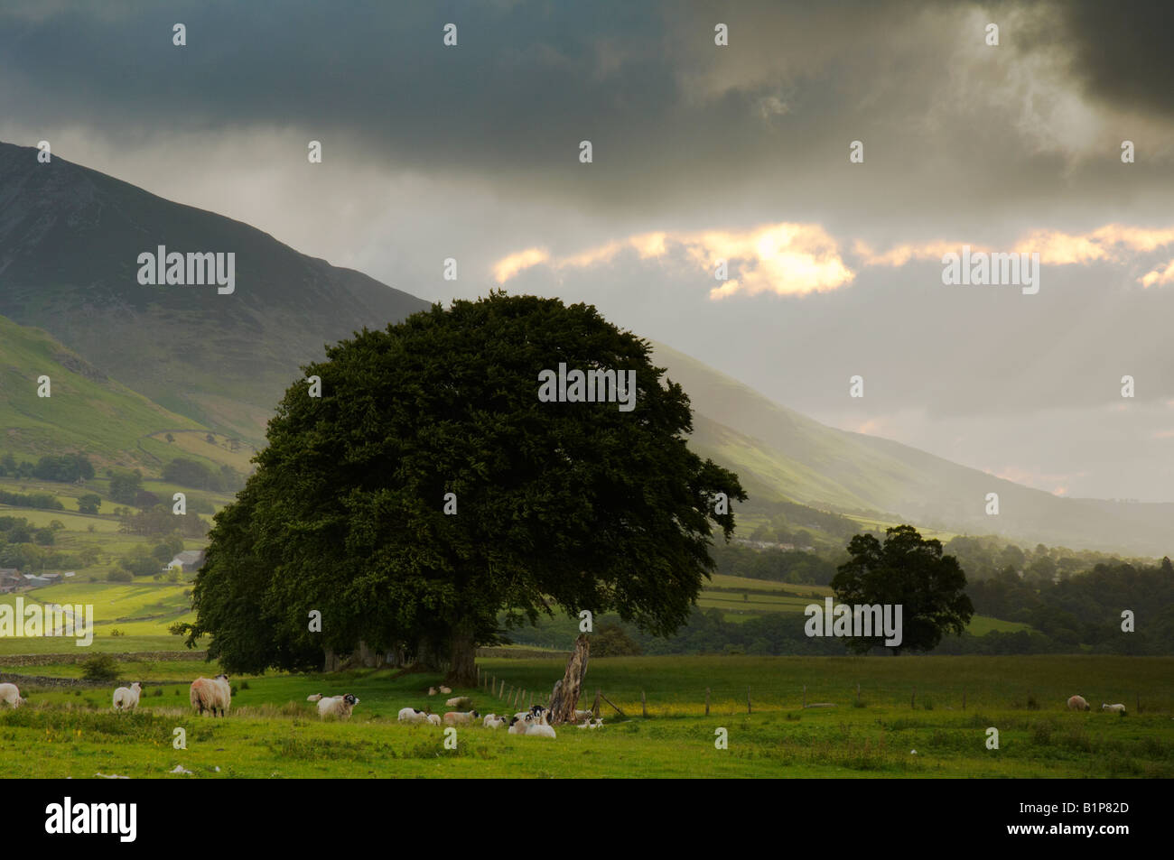 Stormy sunrise su terreni agricoli a struttura The Wescoe sotto Blease cadde nel distretto del Lago Keswick Cumbria Regno Unito Foto Stock