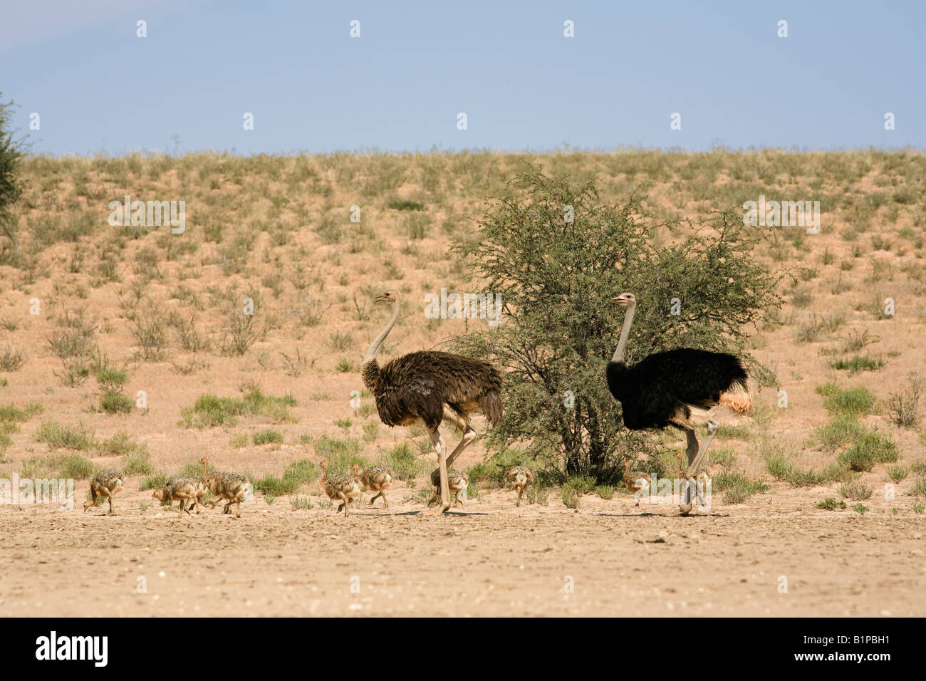 Struzzo Struthio camelus femmina e maschio con pulcini Kgalagadi Parco transfrontaliero in Sud Africa Foto Stock