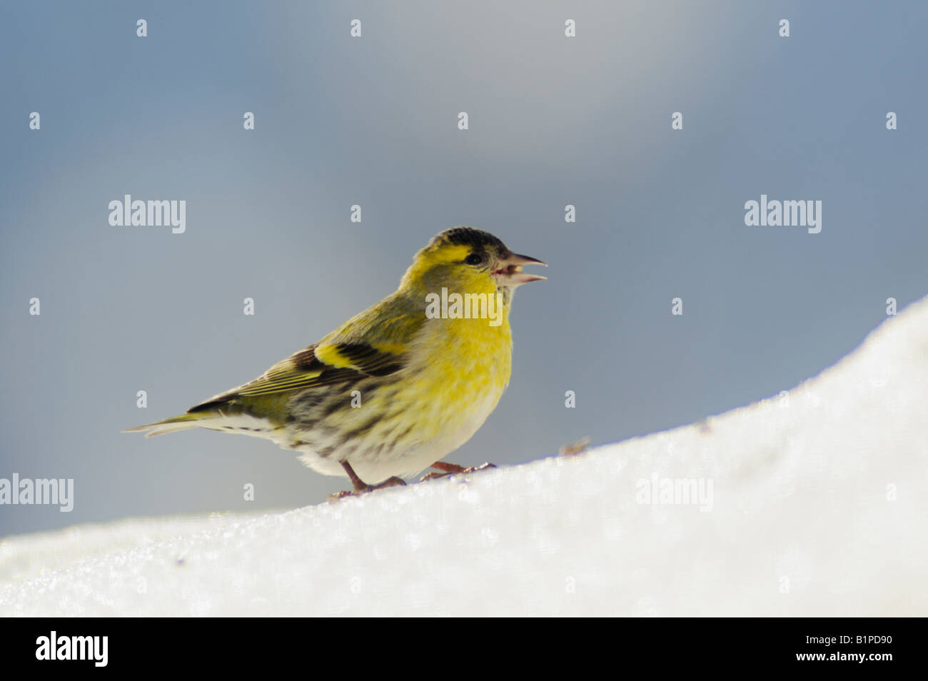 Eurasian Lucherino Carduelis spinus maschio semi di mangiare sulla neve Zugo Svizzera Dicembre 2007 Foto Stock