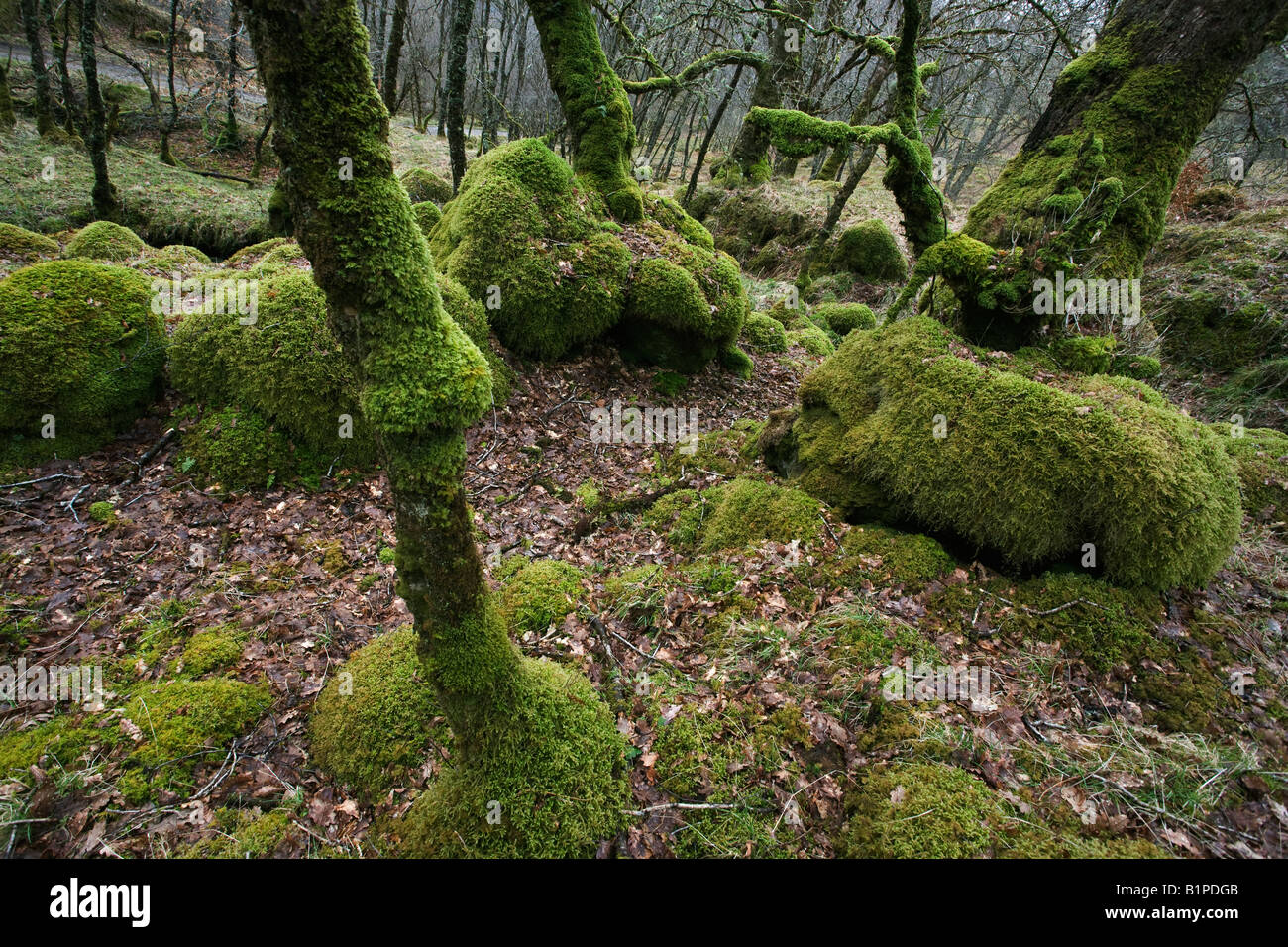 Moss coperta in legno di quercia boschi Ariundle Riserva Naturale Nazionale Strontian Argyll Scotland Regno Unito Foto Stock