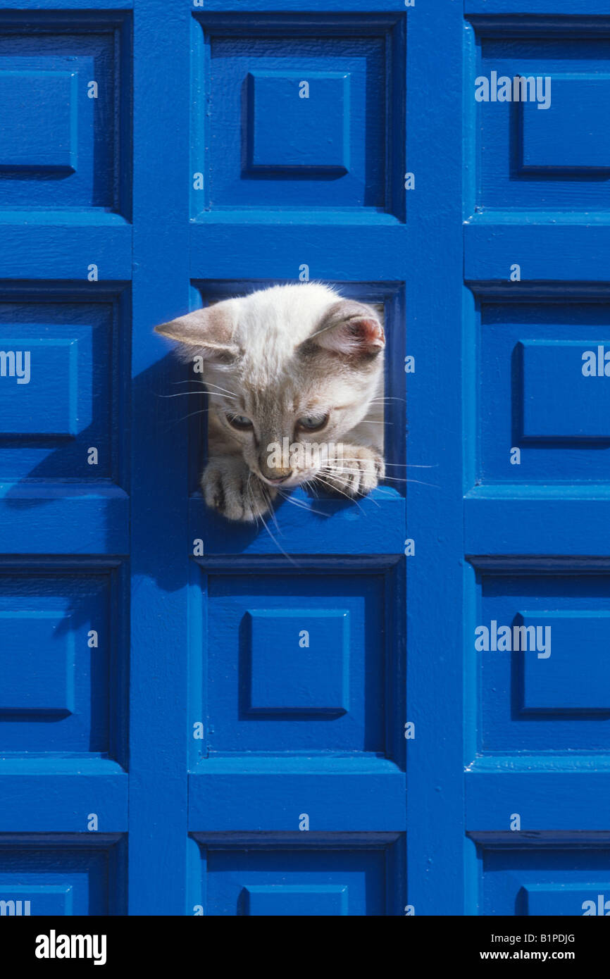 Incroci di gatto siamese gatto e il Blue Door SPAGNA Foto Stock