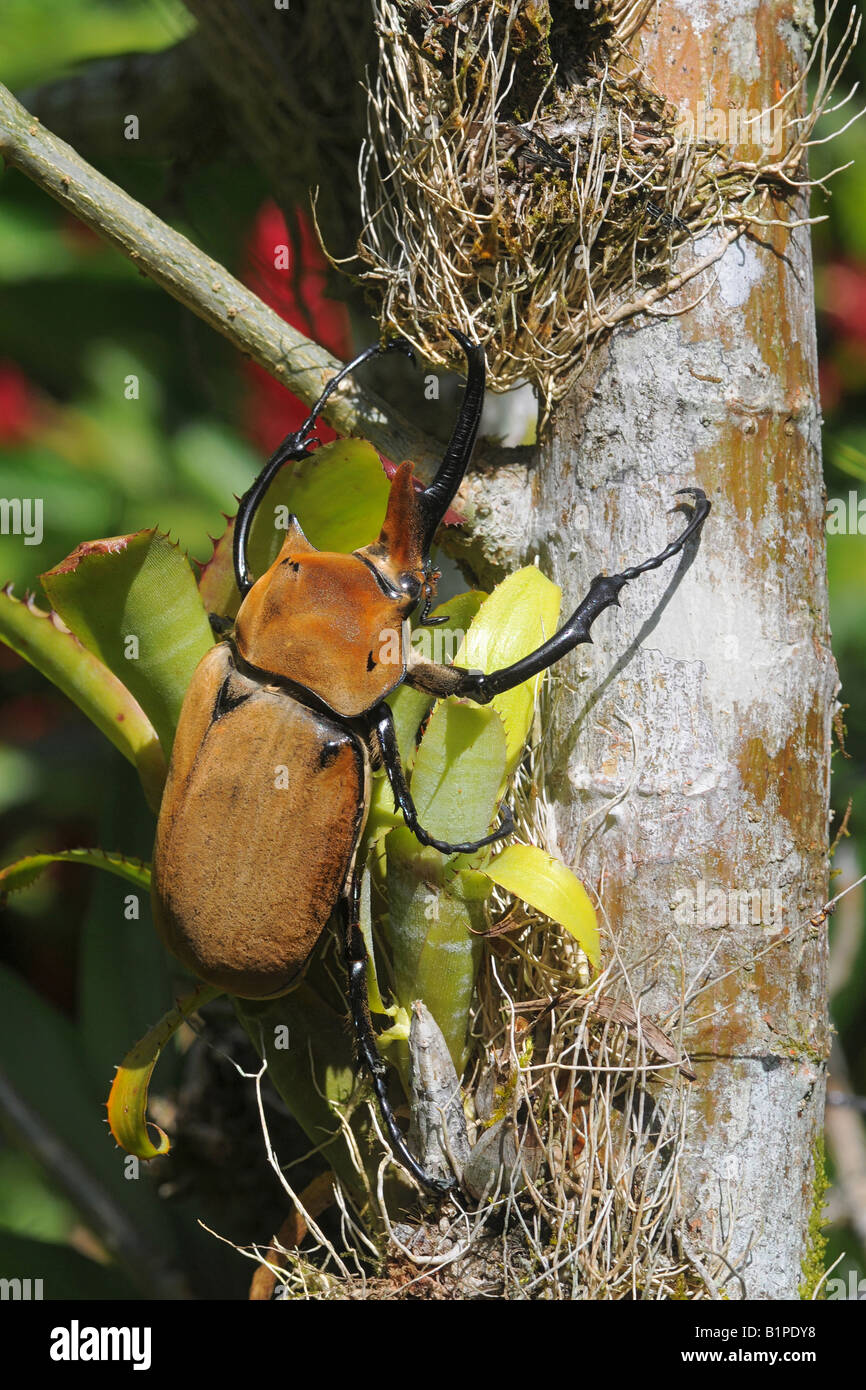 Megasoma elephas rinoceronte elefante scarabeo o ELEPHANT BEETLE arrampicata su un albero w Bromelias COSTA RICA Foto Stock