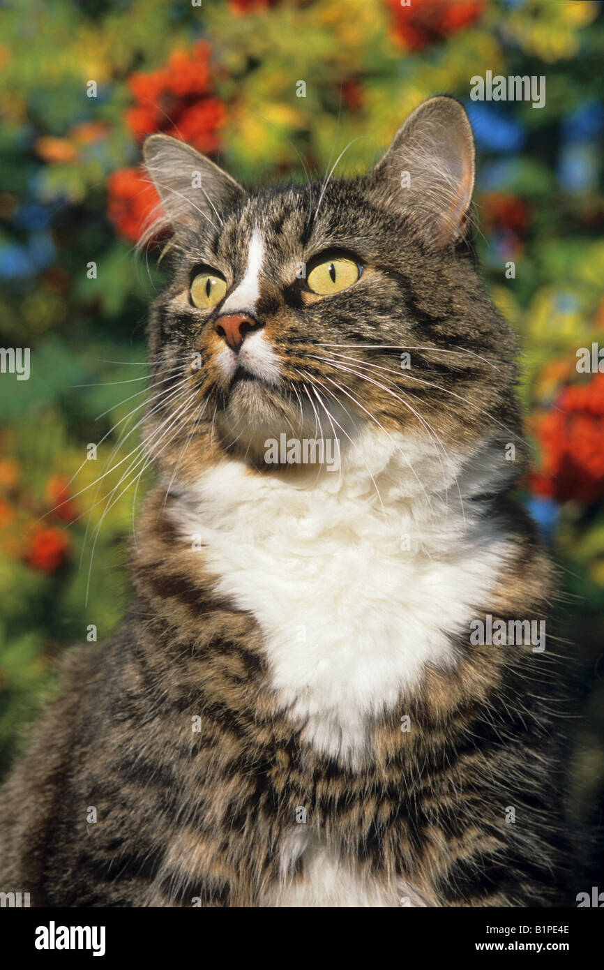 Attento Tomcat Sorbus aucuparia in background FRANCIA Foto Stock