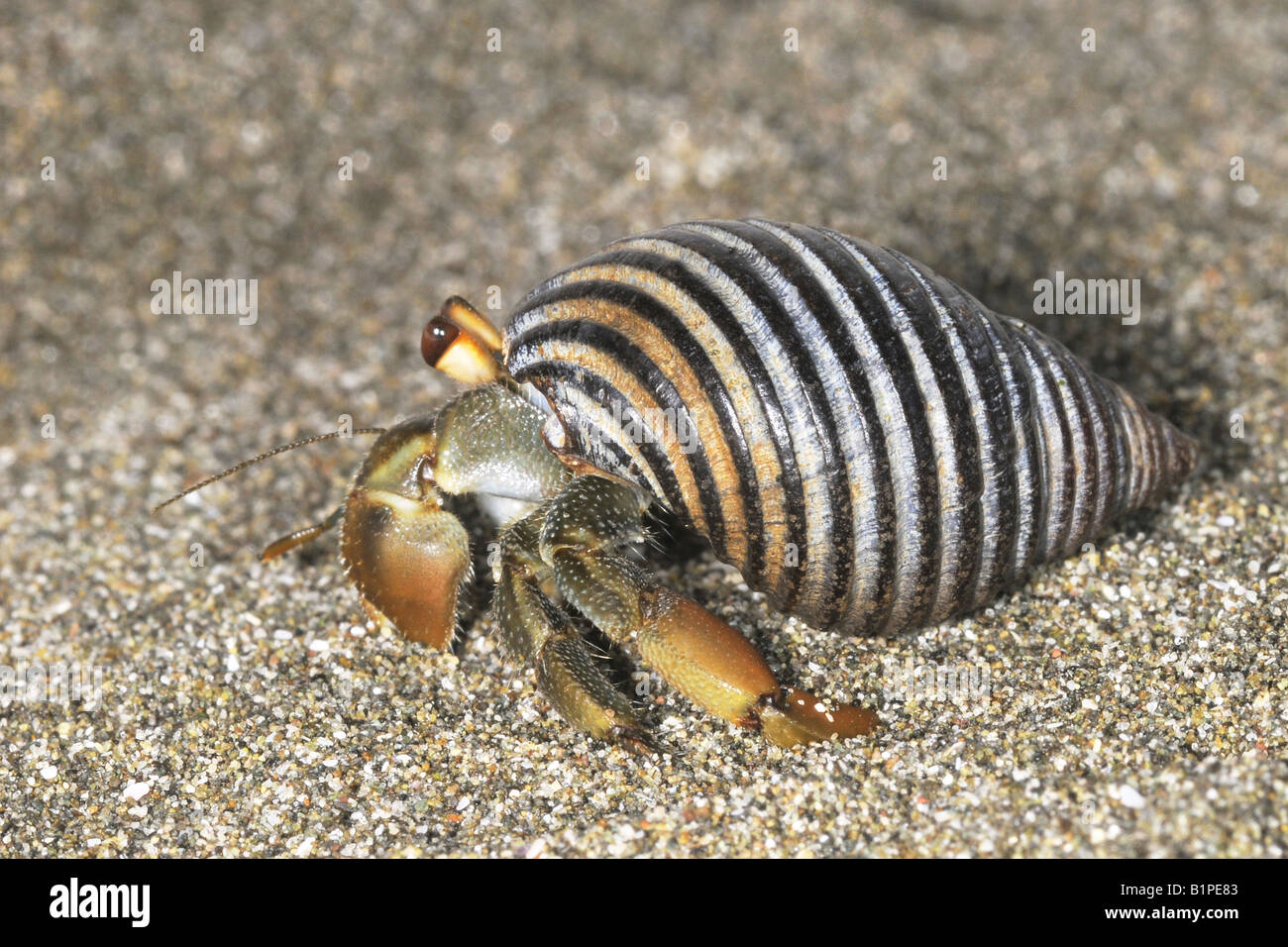 Variabilis sp terrestre granchio eremita di camminare sulla sabbia con esso s Shell costa del Pacifico di Costa Rica Foto Stock