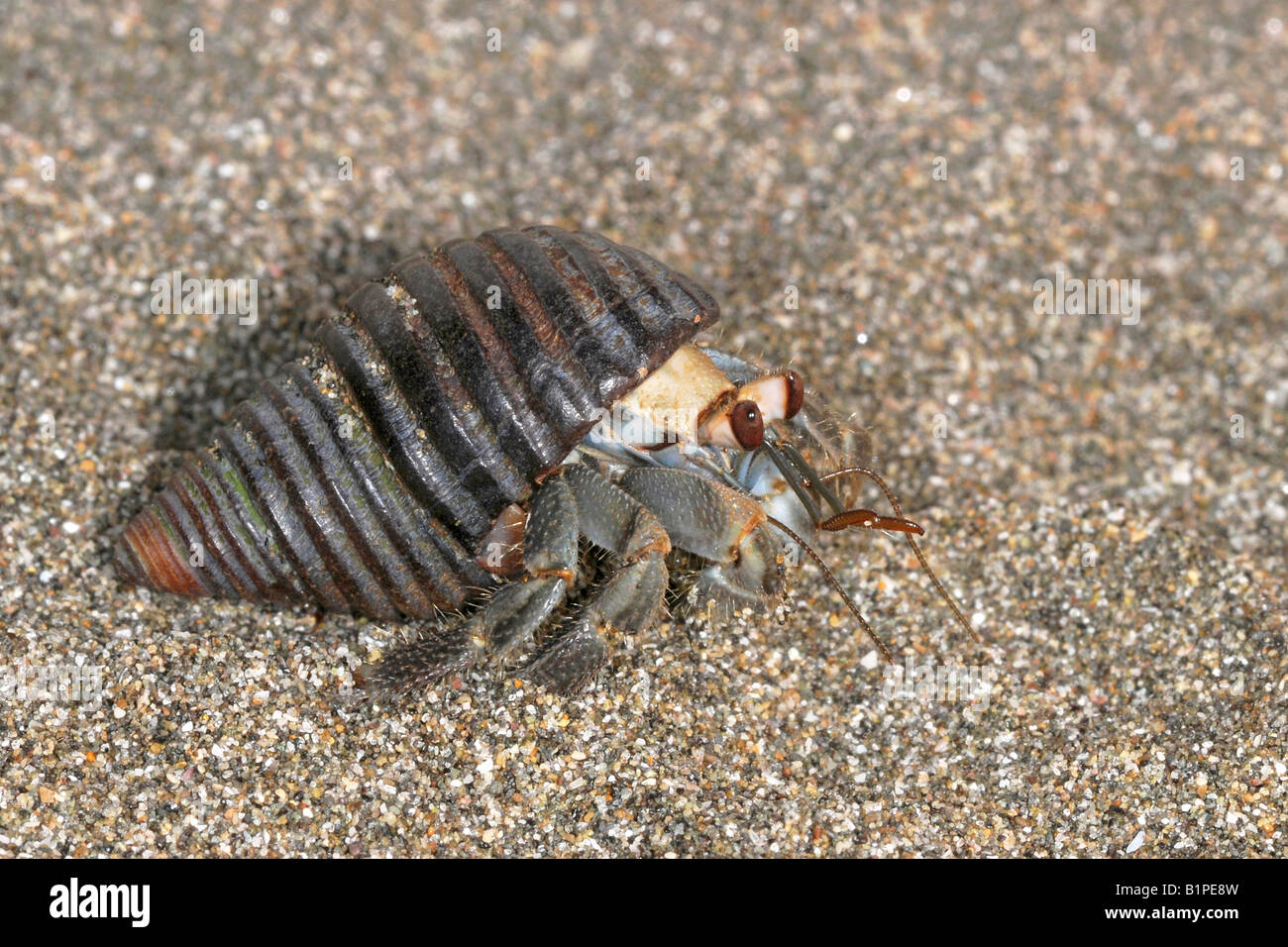 Variabilis sp terrestre granchio eremita di camminare sulla sabbia con esso s Shell costa del Pacifico di Costa Rica Foto Stock