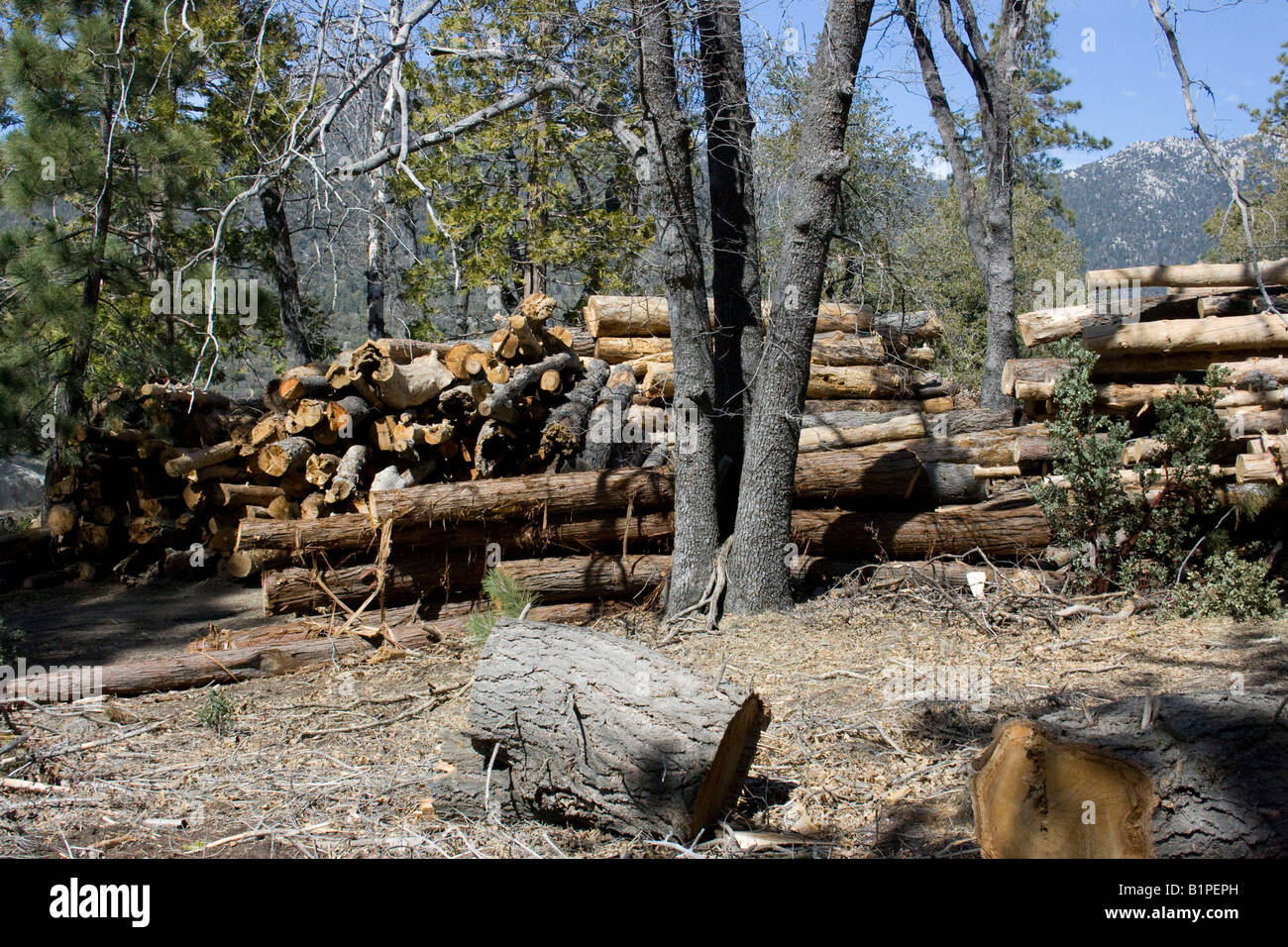 Forest Service è stata impegnata a tagliare i vecchi e morti di pini dalla foresta e colline. Foto Stock