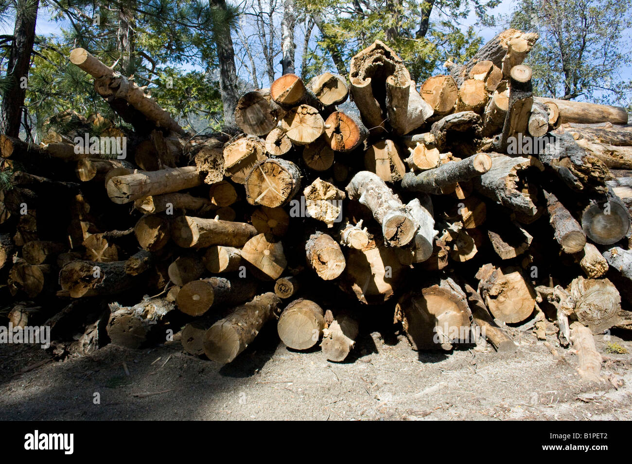 Forest Service è stata impegnata a tagliare i vecchi e morti di pini dalla foresta e colline. Foto Stock