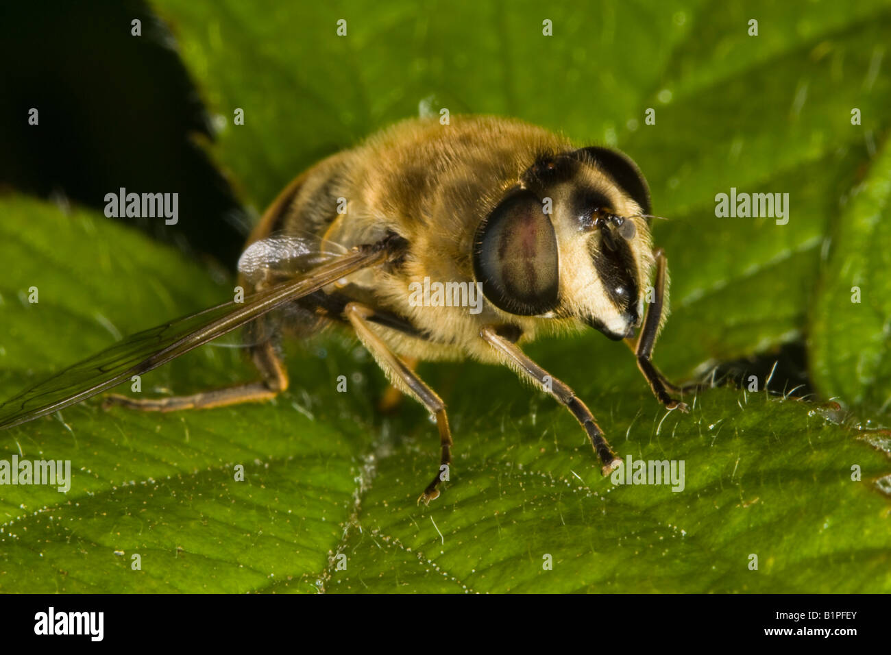 Drone Fly (Eristalis tenax) - un riproduttore di ape europea Foto Stock