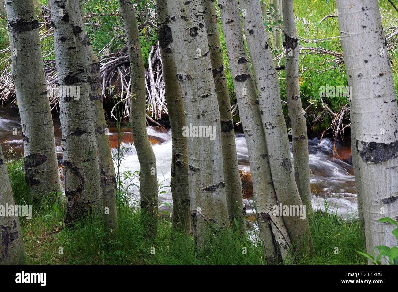 Filamento di vacilla aspens, alberi, su un Vescovo Creek in California della Sierra Nevada. Foto Stock