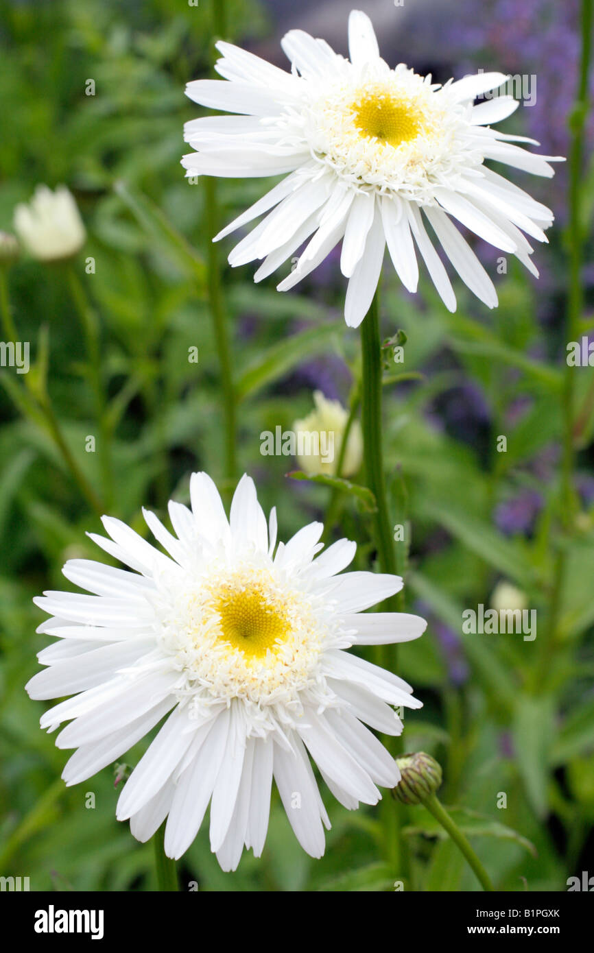 LEUCANTHEMUM X SUPERBUM WIRRAL ORGOGLIO SHASTA DAISY Foto Stock
