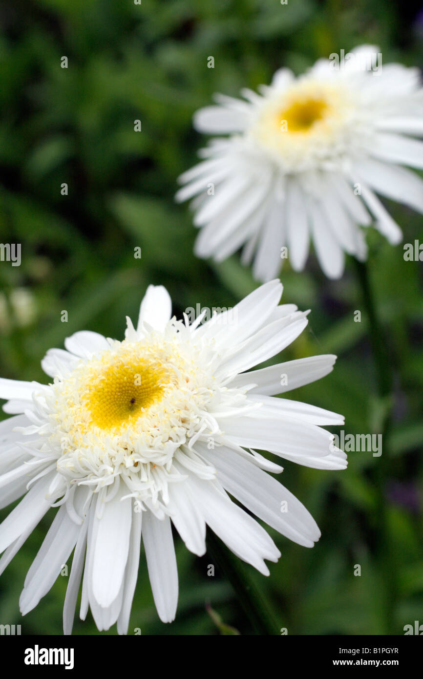 LEUCANTHEMUM X SUPERBUM WIRRAL ORGOGLIO SHASTA DAISY Foto Stock