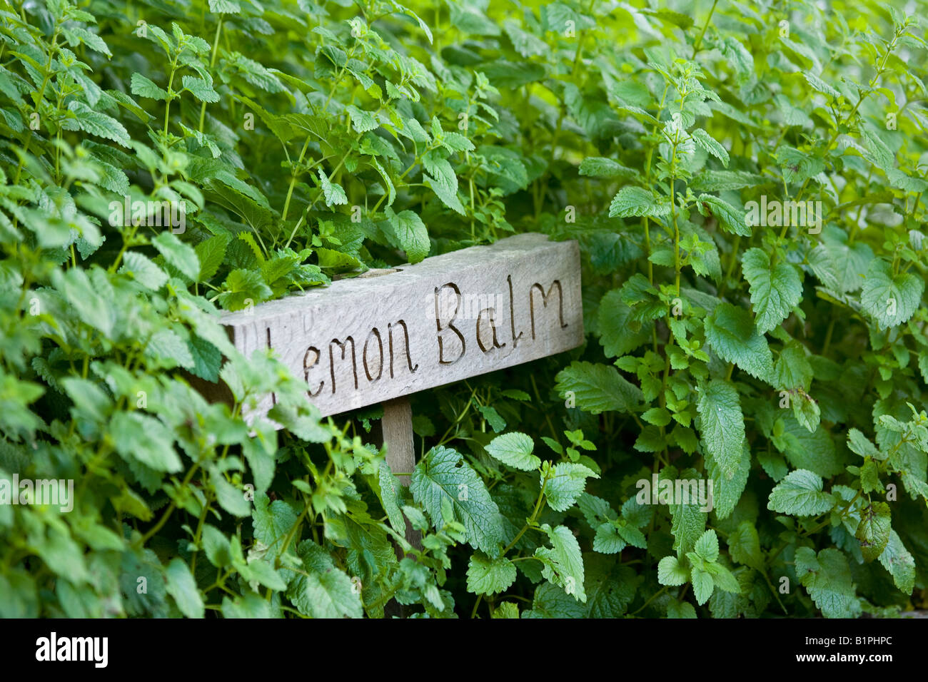 Limone Balm erba (Melissa officinalis) crescente in giardino Foto Stock