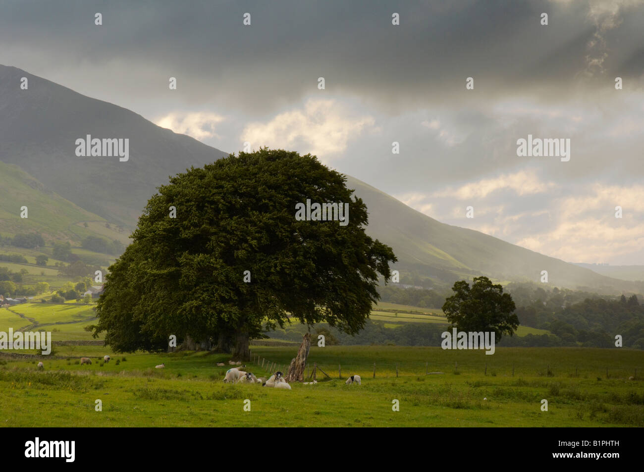 Alba alba farmaland a struttura The Wescoe sotto Blease cadde nel distretto del Lago Keswick Cumbria Regno Unito Foto Stock