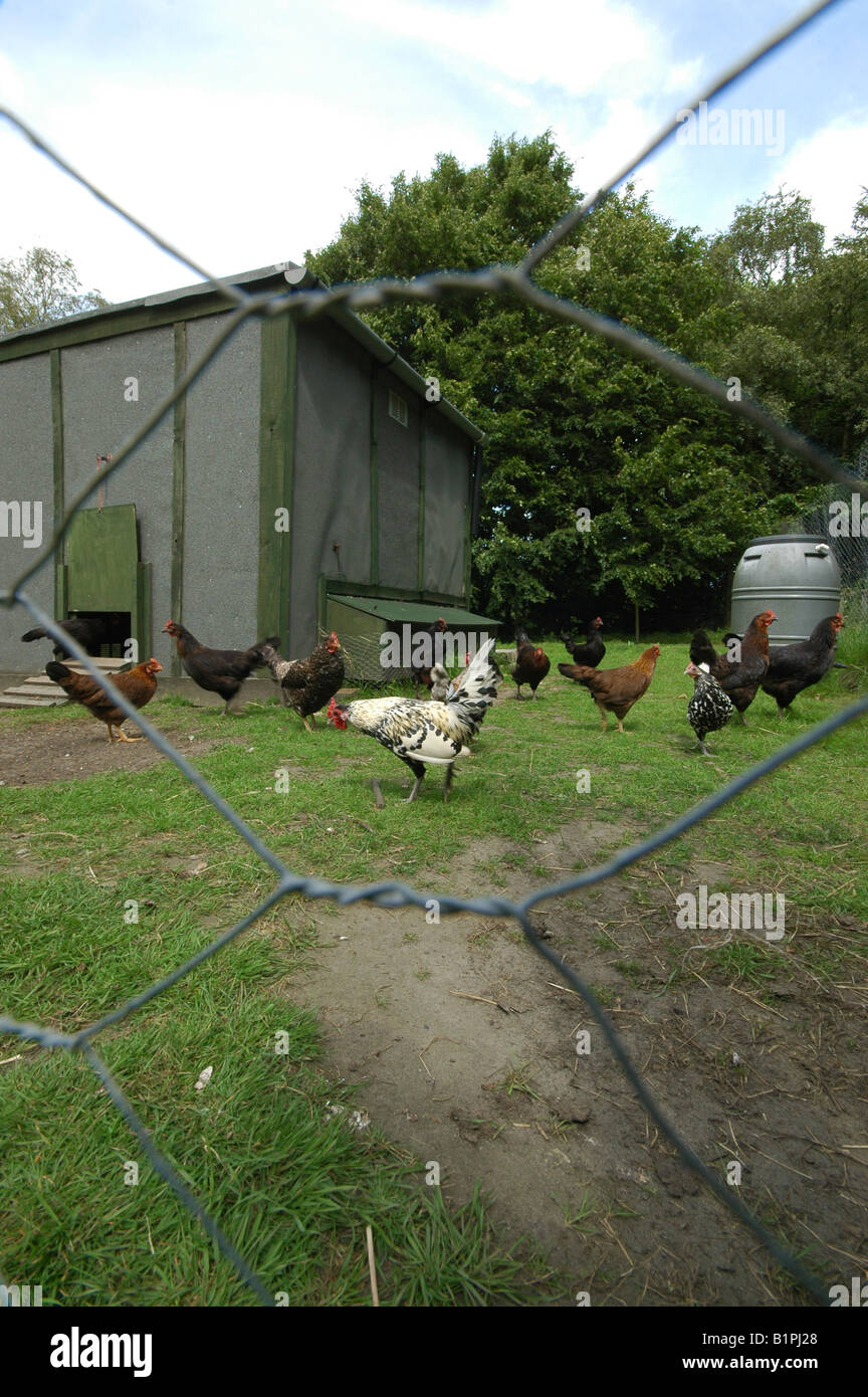 Pollo ruspante run Foto Stock