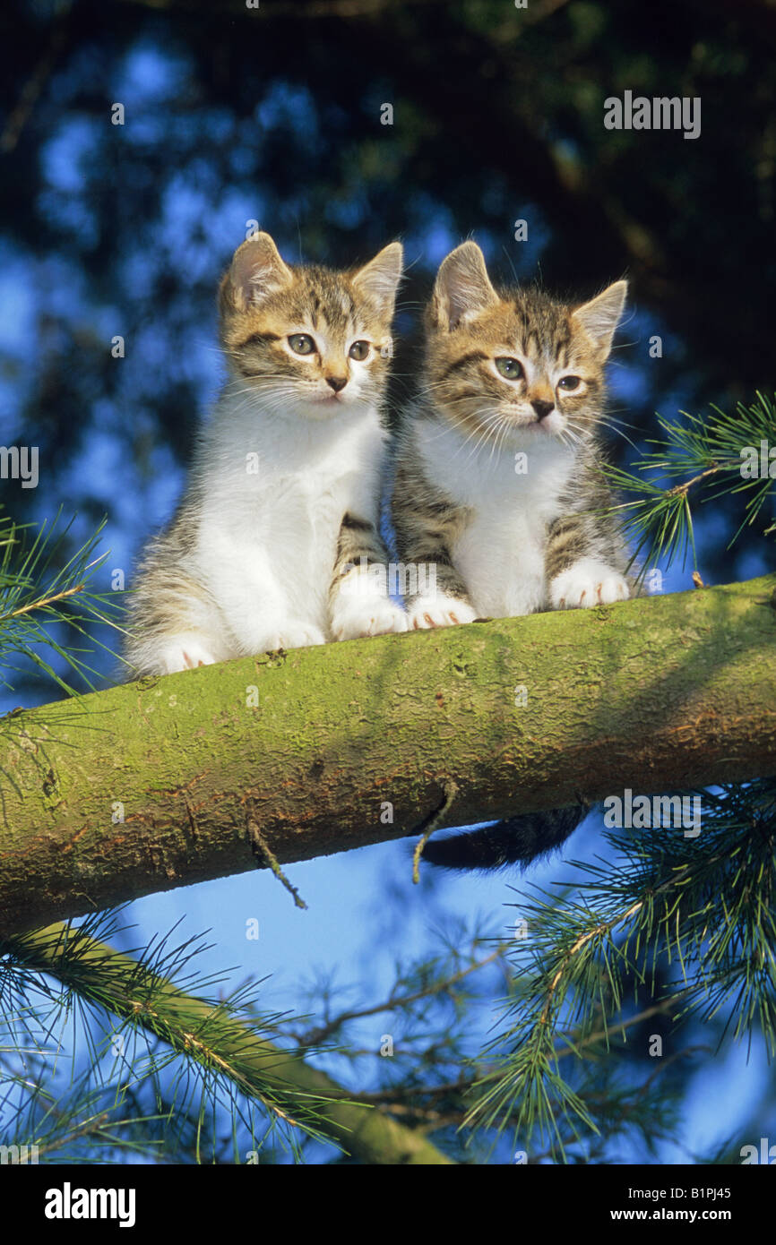 Due gattini su un ramo di cedro Foto Stock