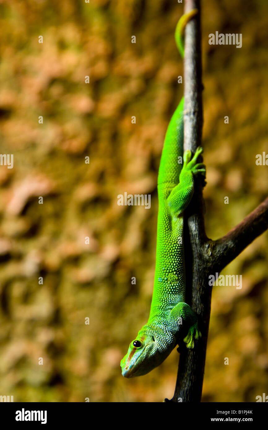 Madagascar gigante gecko giorno Foto Stock