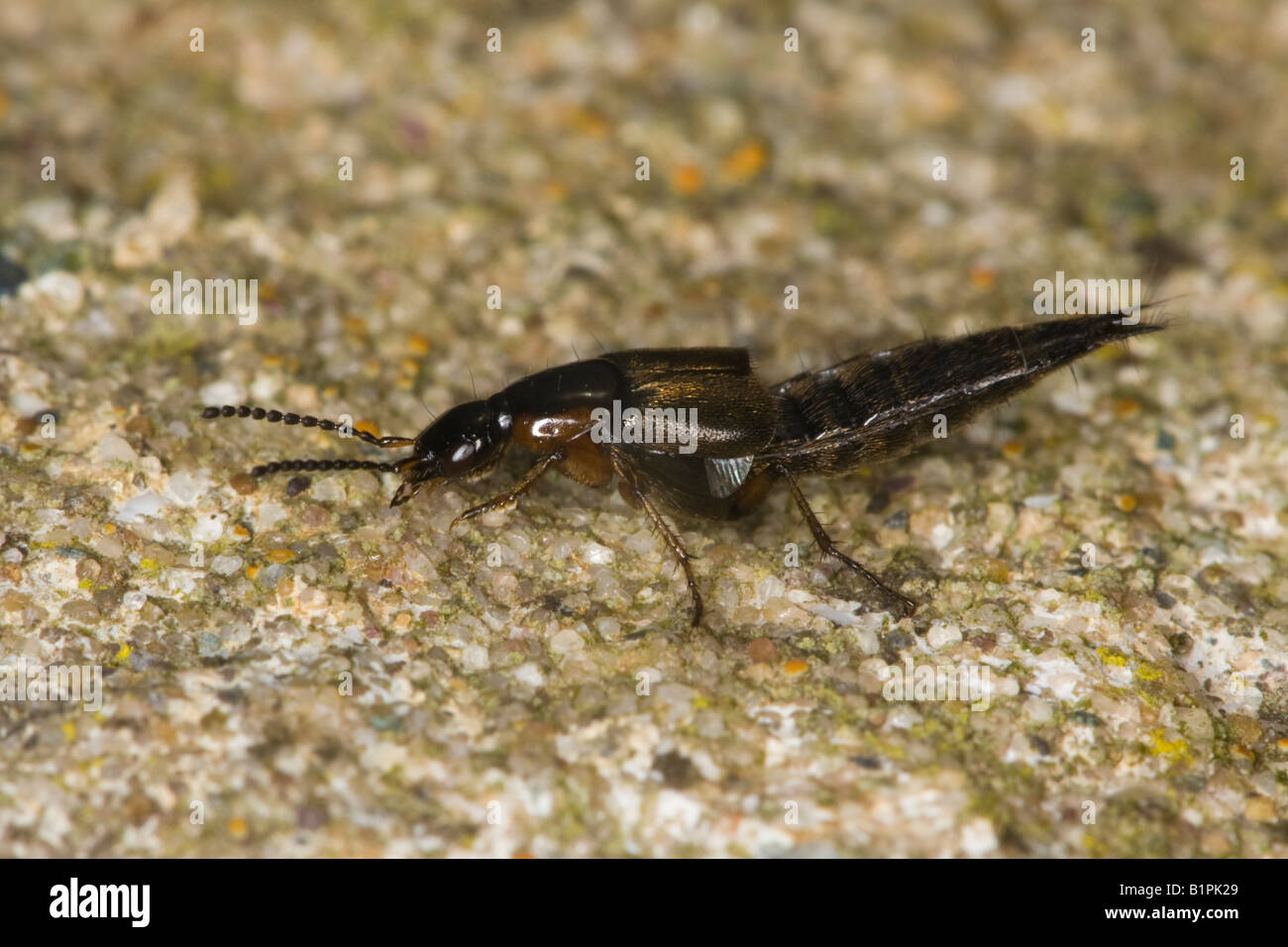 Rove beetle (Coleoptera Staphylinidae:) seduto su una roccia Foto Stock
