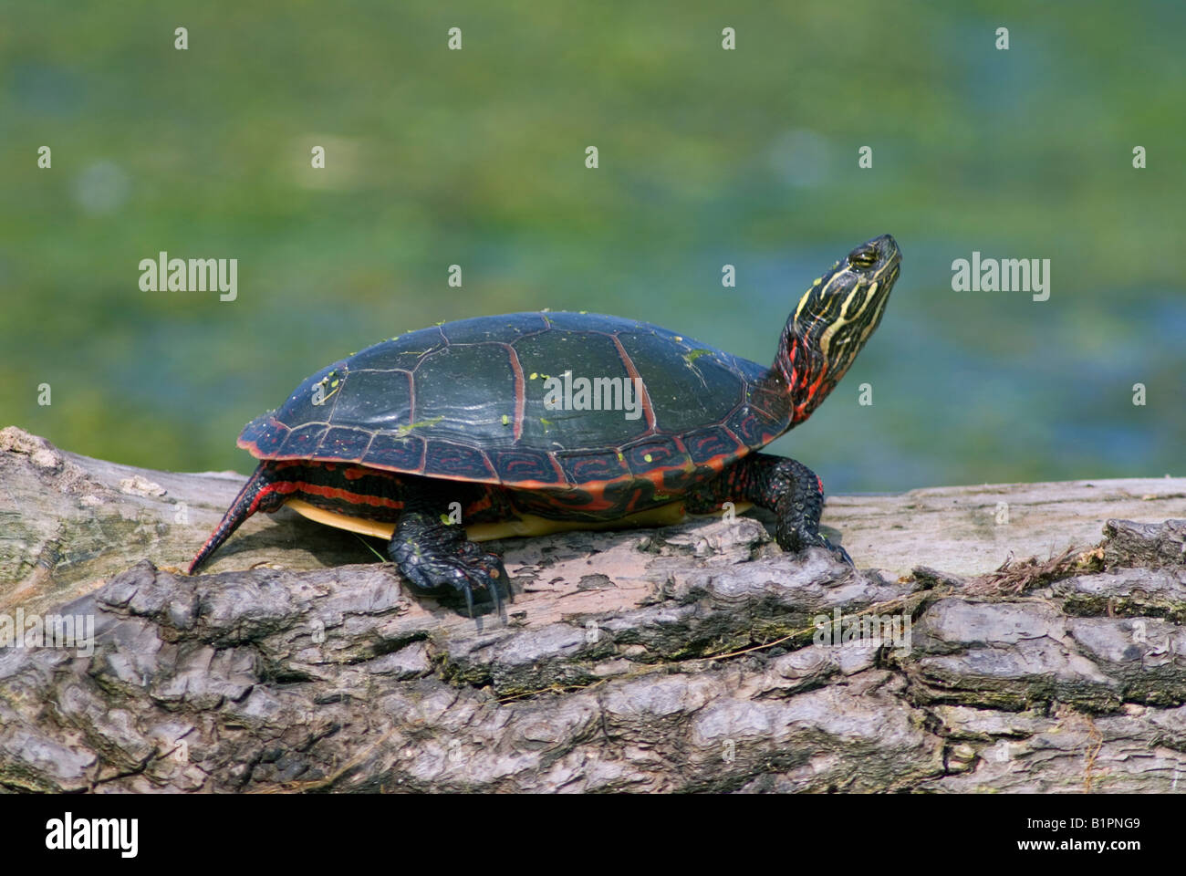 Eastern Painted Turtle Chrysemys picta crogiolarsi al sole Stati Uniti orientali, di Skip Moody/Dembinsky Photo Assoc Foto Stock