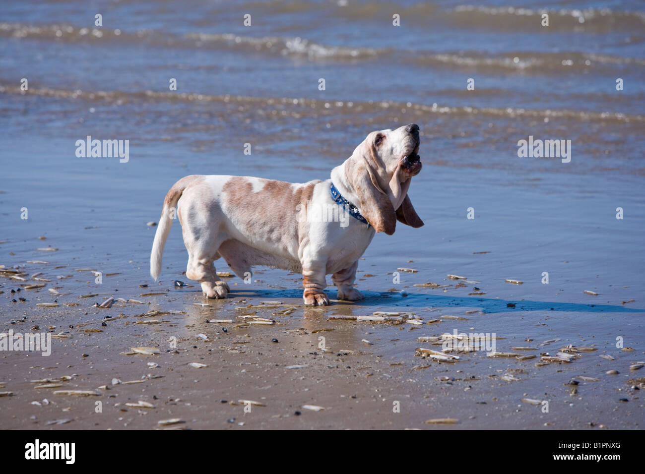 Basset Hounds baying sulla spiaggia Foto Stock