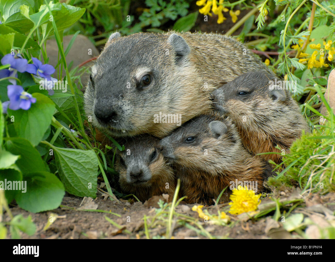Marmotta Nordamericana E Madre Di Tre Bambini Marmota Monax Noto Anche Come Marmotta Nord America Orientale Foto Stock Alamy