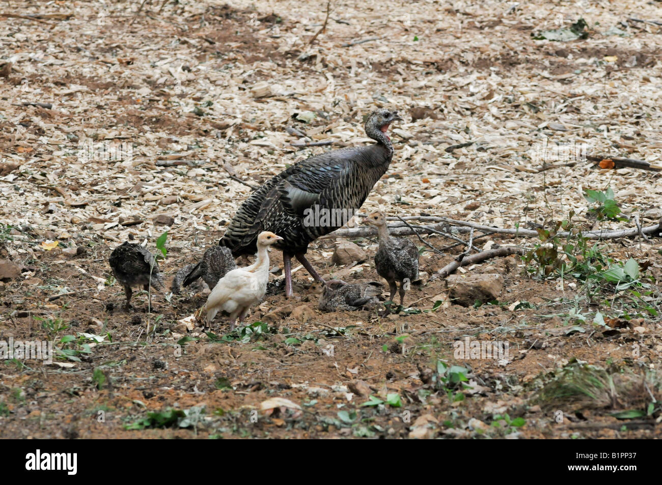 Un bambino bianco della Turchia con i fratelli e le sorelle e la madre. In piedi fuori e di essere uno dei tipi. Foto Stock