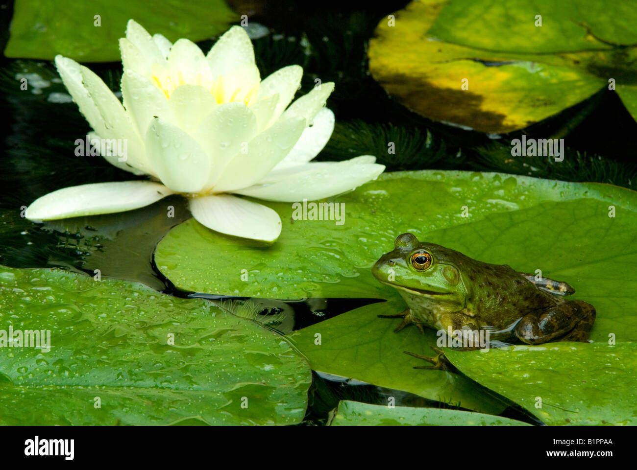 Rana verde Clamitans Rana seduta su acqua Giglio pad (Nymphaea odorata) Stati Uniti orientali, di Skip Moody/Dembinsky Photo Assoc Foto Stock