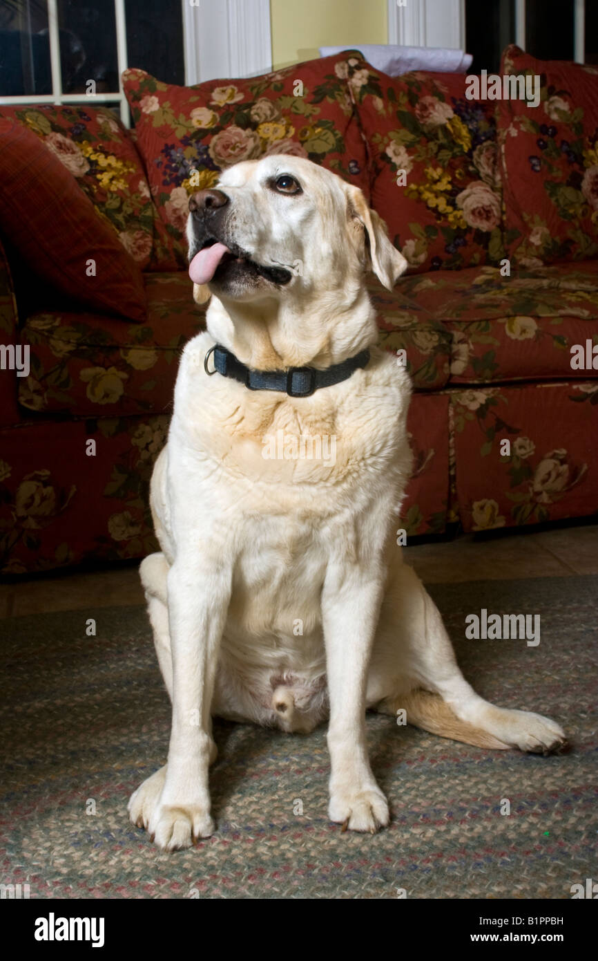 Labradore retriever cane con tounge appendere fuori Foto Stock