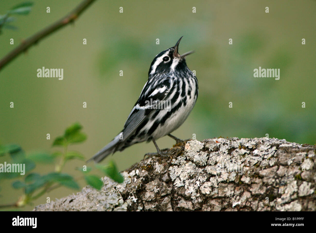 Uccello passeriforme in bianco e nero immagini e fotografie stock ad alta  risoluzione - Alamy