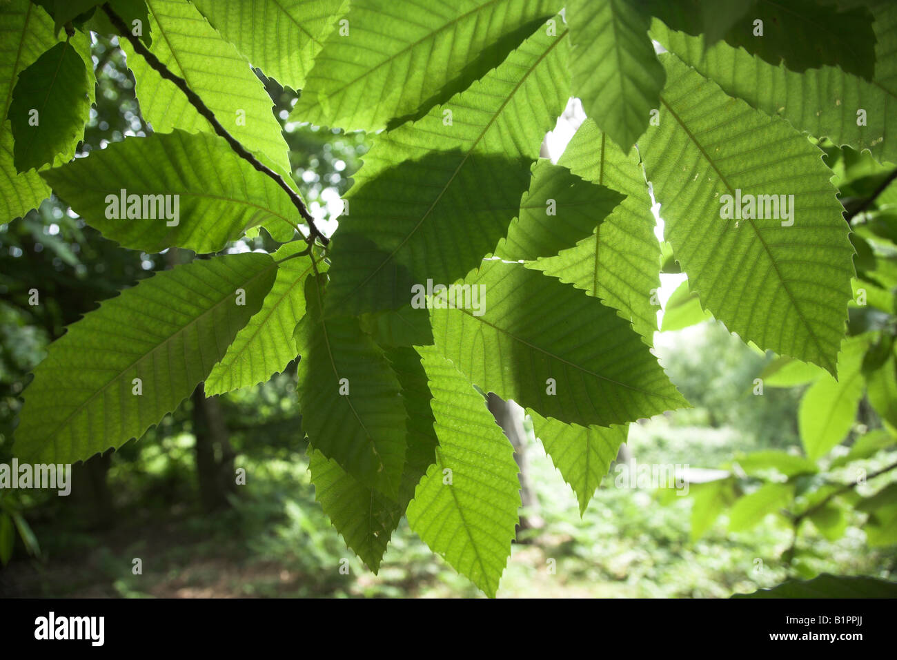 Castanea sativa castagno - sole che splende attraverso foglie suggestiva della fotosintesi Foto Stock