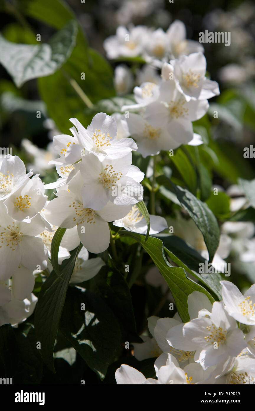Filadelfo AVALANCHE MOCK ORANGE HYRANGACEAE fiore giardino in una soleggiata SURREY CONFINE Foto Stock