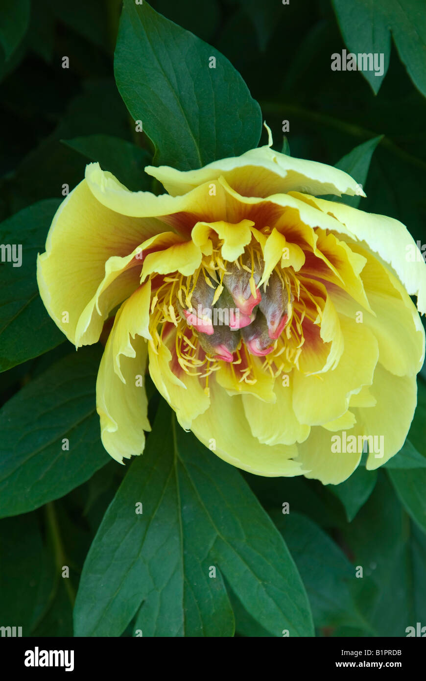 Primo piano di Paeonia fascino di confine una intersezione (ibrido) peonia Foto Stock