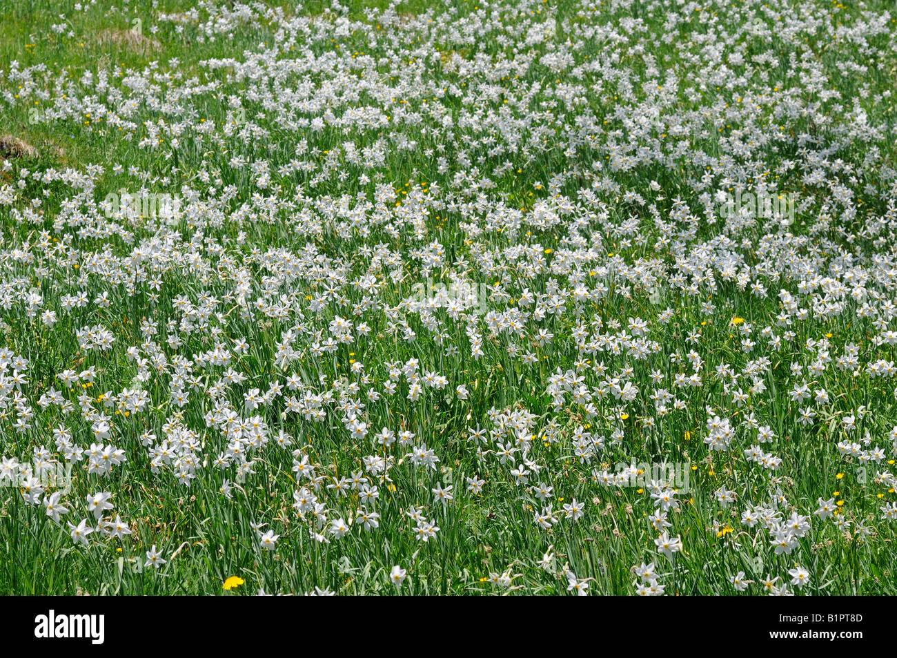 Fioritura di prato di montagna con il poeta narcisi, Narcissus poeticus, Les Avants, Svizzera Foto Stock
