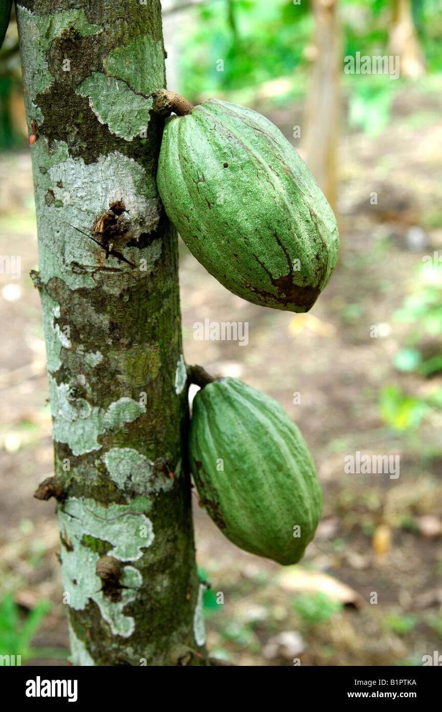 Immaturo pod di cacao, Theobroma cacao, frutto di divinità, Mampong, Ghana Foto Stock