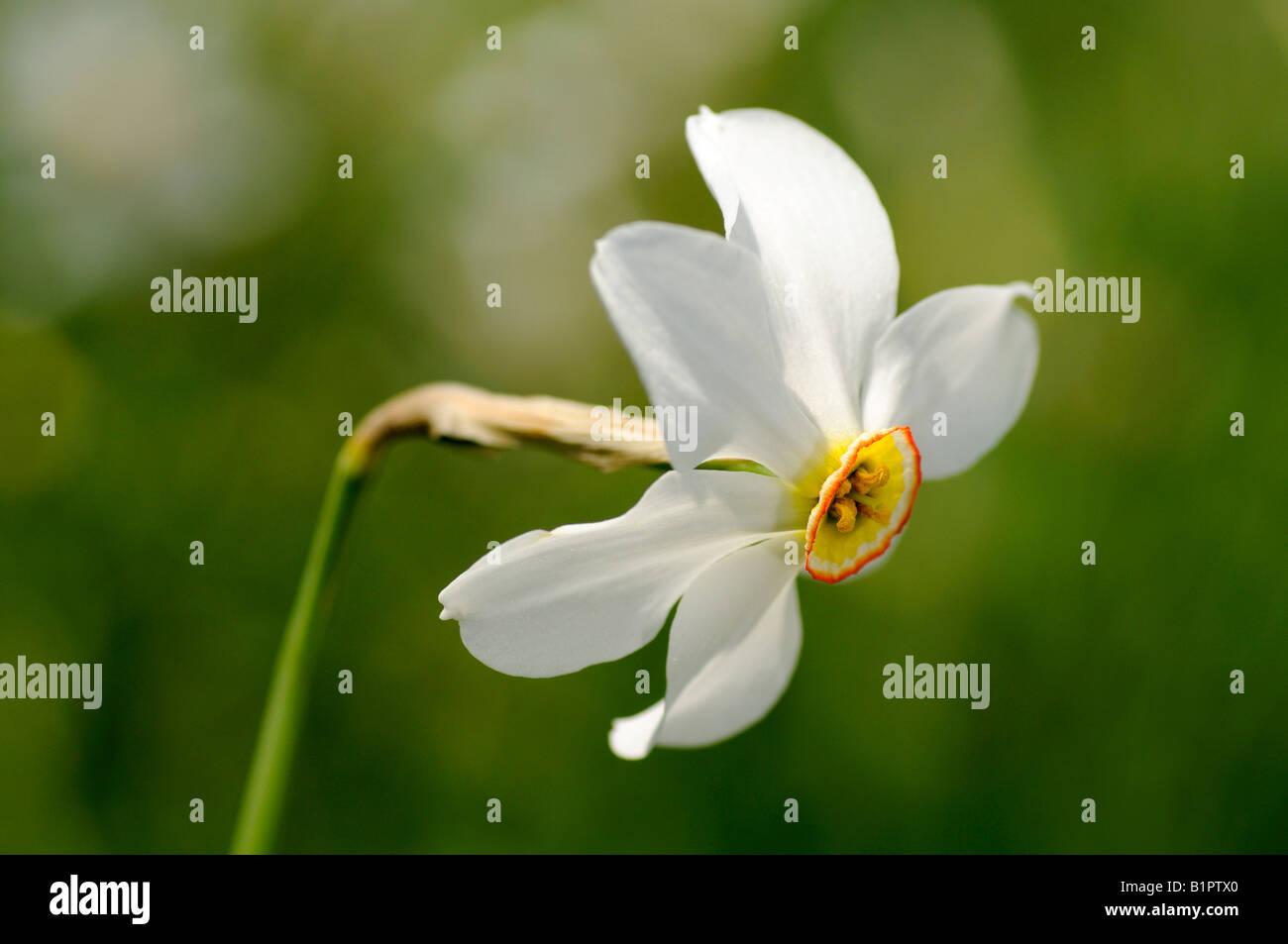 Poeta Daffodil, Narcissus poeticus Foto Stock