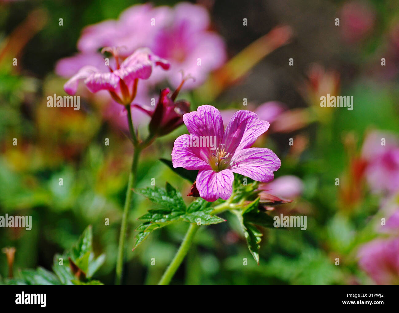 Geranio oxonianum "T" Johnson Foto Stock